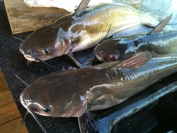 Fresh catfish and farm produce from Harry Pass Polytechnic farm